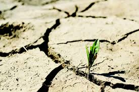 Danni alle produzioni agricole dovute al periodo di siccità anno 2023 - Ricognizione danni aziendali.