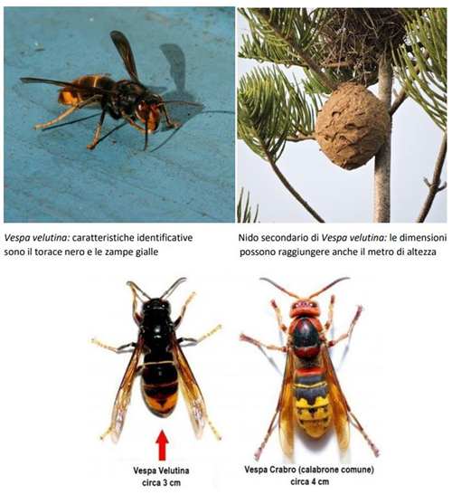 Vespa velutina (Calabrone asiatico)